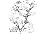 Christ`s thorn (Zizyphus Christi)